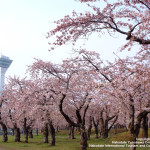 GWにお花見できる北海道旅行